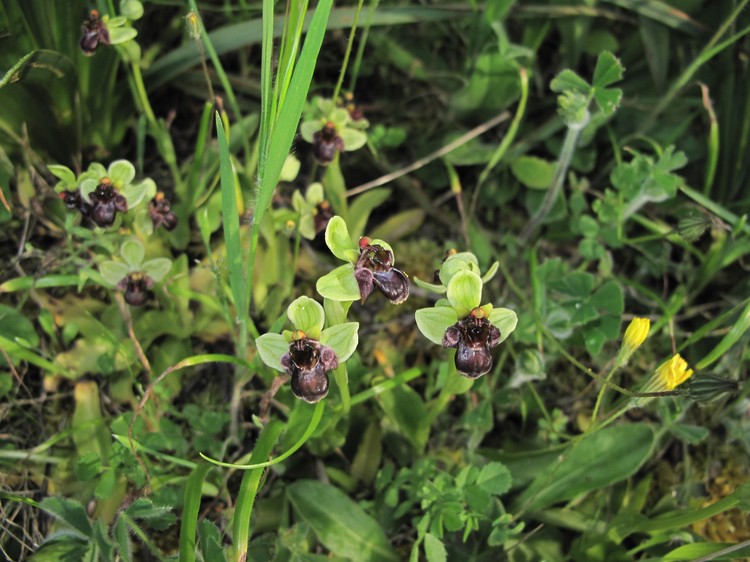 Ophrys bombyliflora